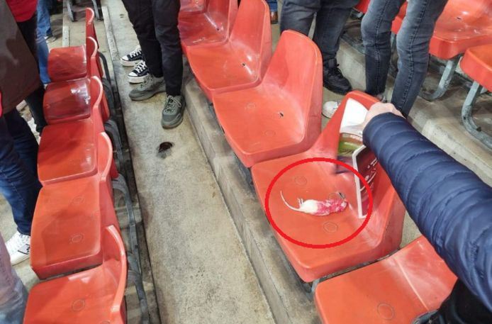 Op deze foto is een dode rat te zien die de Charleroi-fans naar die van Standard zouden hebben gegooid.