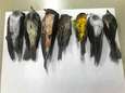 Honderdduizenden trekvogels dood aangetroffen in New Mexico. Zitten de bosbranden in Californië er voor iets tussen?
