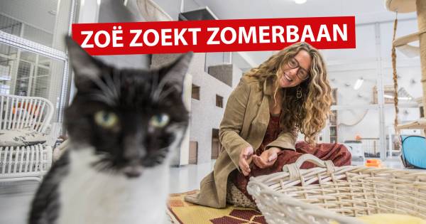 Kattenpension gooi