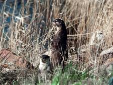 Daar is hij dan echt: otter keert terug in de Biesbosch en rolt uitgebreid voor de wildcamera