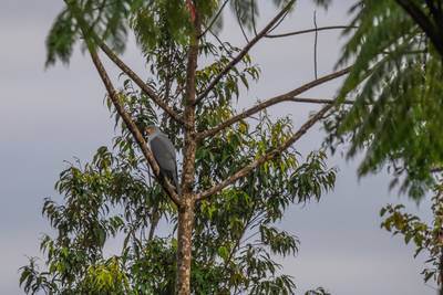 Rare, long-lost bird of prey photographed in Papua New Guinea after 55 years