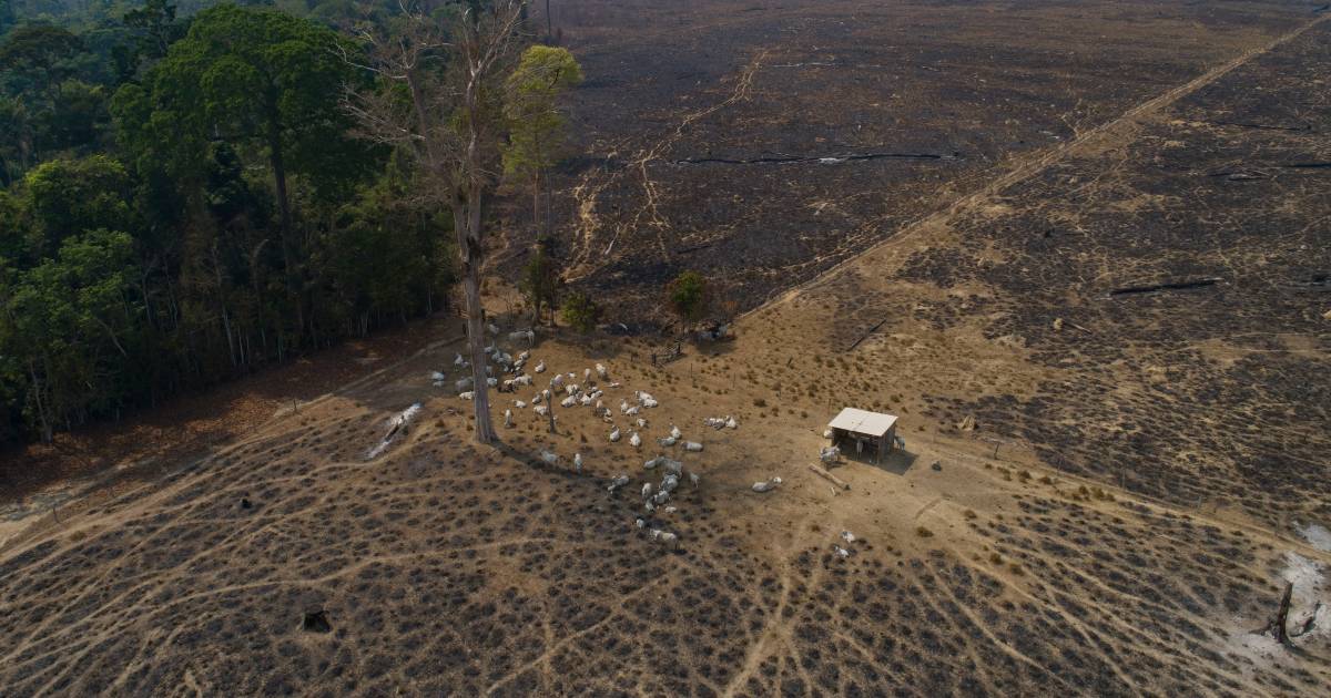 100 paesi si impegnano a porre fine alla deforestazione entro il 2030 |  ambiente