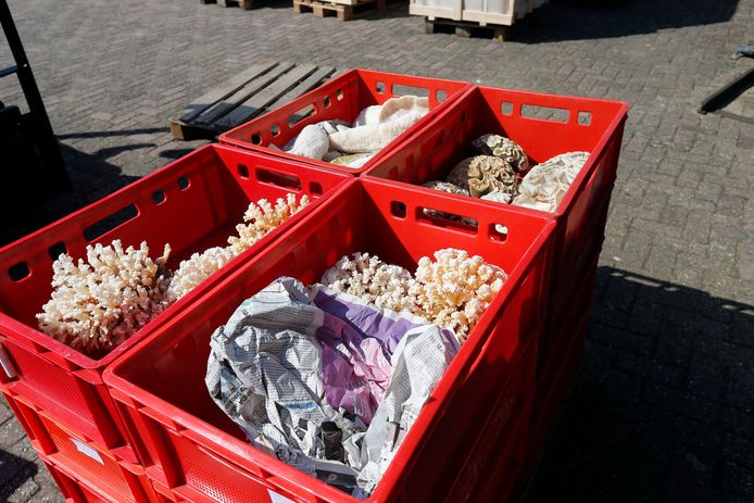 Beelden van vondsten van de inval bij groothandel TimmersGems in Berghem.