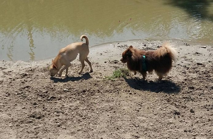 Het hondenspeelpark aan de Steekterpoort in Alphen.