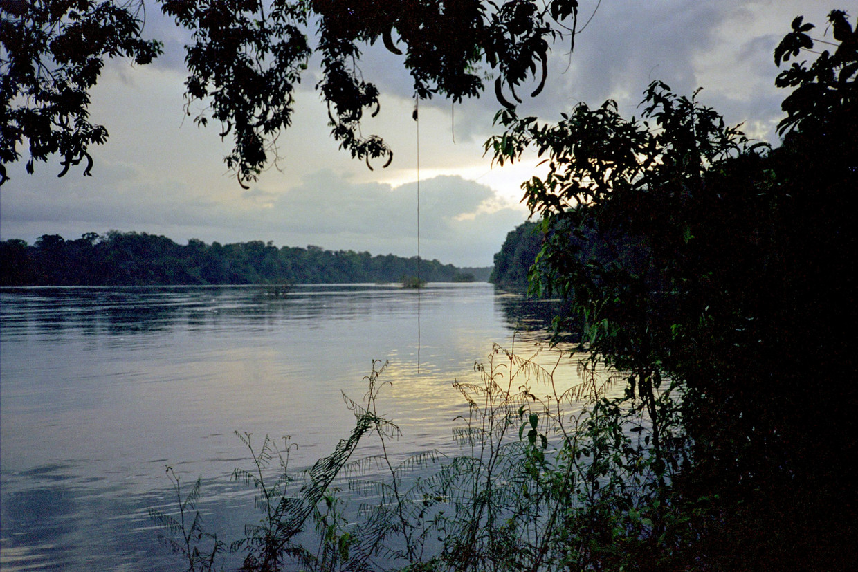 De Essequibo, een rivier in Guyana, tropisch leefgebied voor vissen. Beeld Raymond Sluiter