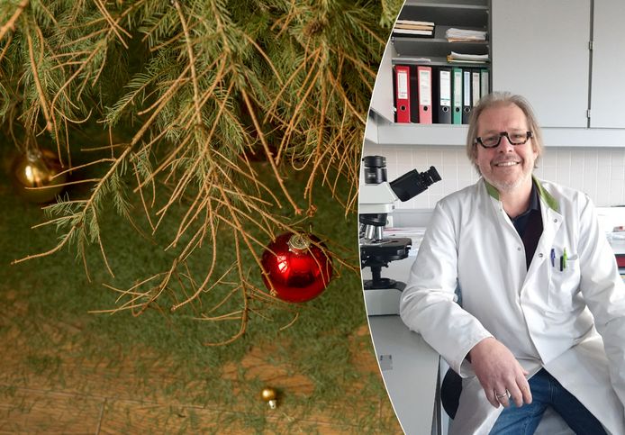 Hoe schadelijk zijn insectjes op je kerstboom? En hoe kan je ze bestrijden? Entomoloog Johan Witters geeft advies.