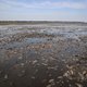 ‘Het stuwmeer is al langere tijd vervuild met een cocktail van stoffen’: damdoorbraak Oekraïne is ‘ecocide’