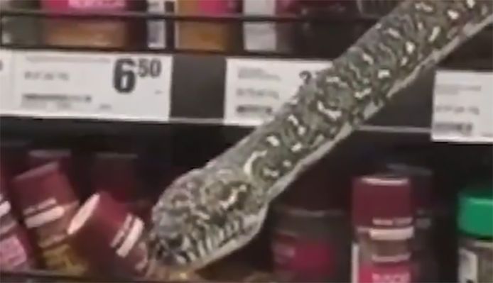 Un python de 3 mètres au rayon épices d'un supermarché australien.