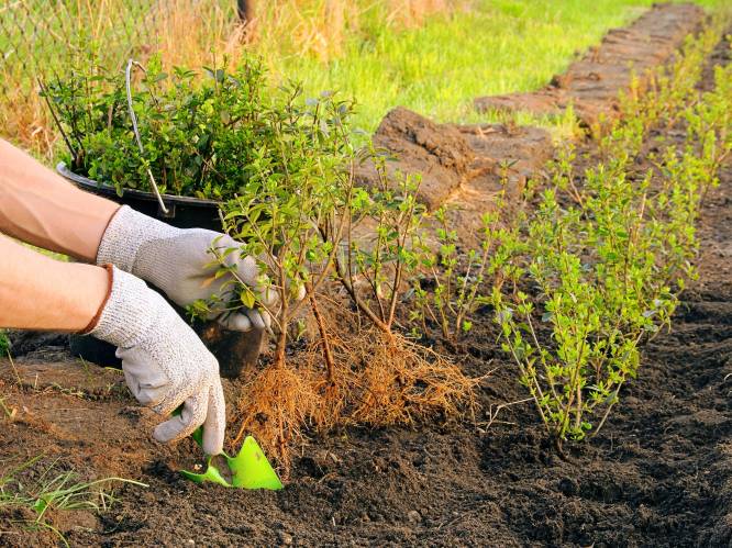 "Hoe goedkoper een haag is, hoe meer onderhoudskosten je mag verwachten": tuinaannemer geeft tips voor het kiezen van de beste soort voor jouw tuin