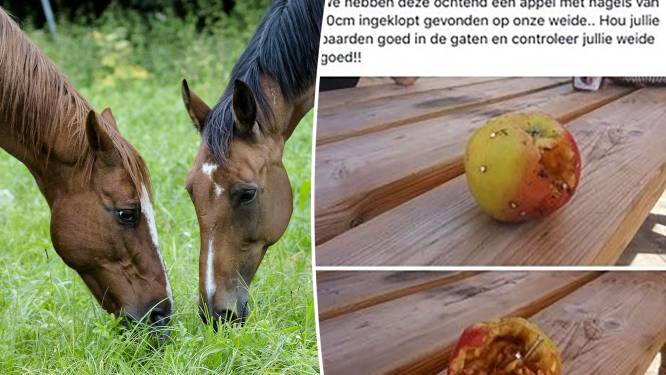 Oosterzele in de ban van paardenbeul die appel met nagels in weide gooit