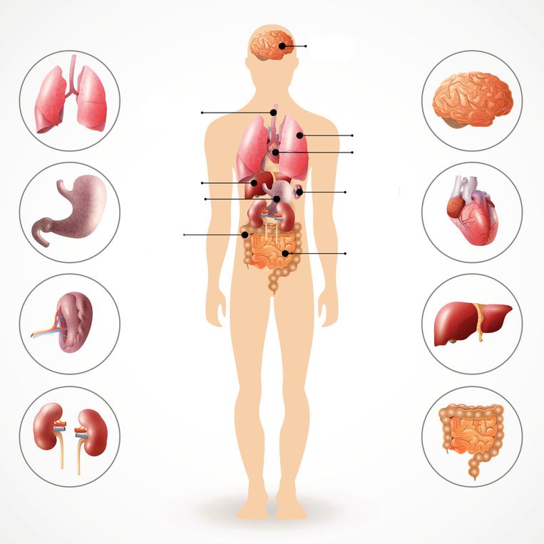Weet jij welke organen waar zitten? Beeld Getty Images