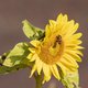 Door luchtvervuiling vinden de bijen de bloemen niet meer: ze kunnen niet meer ruiken