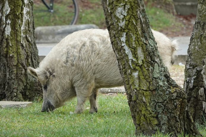 Een natuurgids kon gisteren een wit everzwijn fotograferen in Neerpelt.