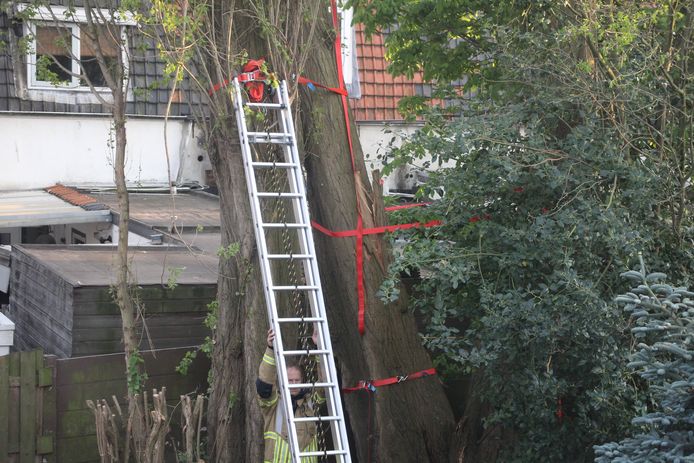 Met grote sjorbanden heeft de brandweer vrijdagavond drie enorme populieren in een tuintje aan de Bilderdijkstraat aan elkaar vastgemaakt. Ze dreigen om te vallen. Maar niemand komt ze kappen, zegt de buurman.