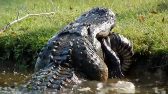 Enorme alligator eet soortgenoot op in achtertuin