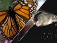 Monarchvlinder en steur opgenomen op lijst bedreigde diersoorten, aantal wilde tijgers neemt juist fors toe