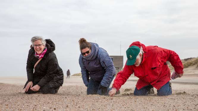 Schelpen tellen op het Zeeuwse strand: ‘Briljant. Dat een weekdiertje zoiets moois kan maken’ 
