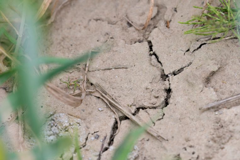Na bijna twee maanden zonder regen kreunen de Belgische akkers onder de droogte, zoals hier in Sint-Pieters-Leeuw. Beeld Photo News