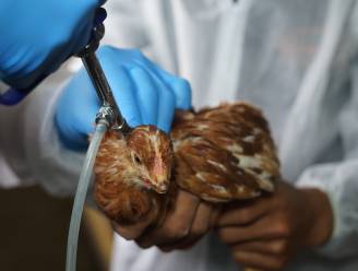 Chili stelt eerste geval van vogelgriep bij inwoner vast