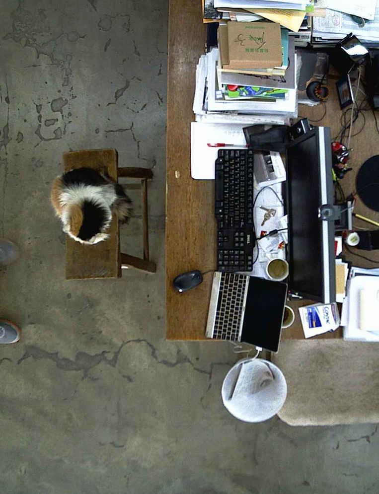 De kat van Ai Wei Wei op de webcam die 24 uur per dag aanstond Beeld Ai Wei Wei uit Foam Magazine