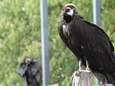 Zoo en Planckendael werken mee aan bescherming van bedreigde gieren