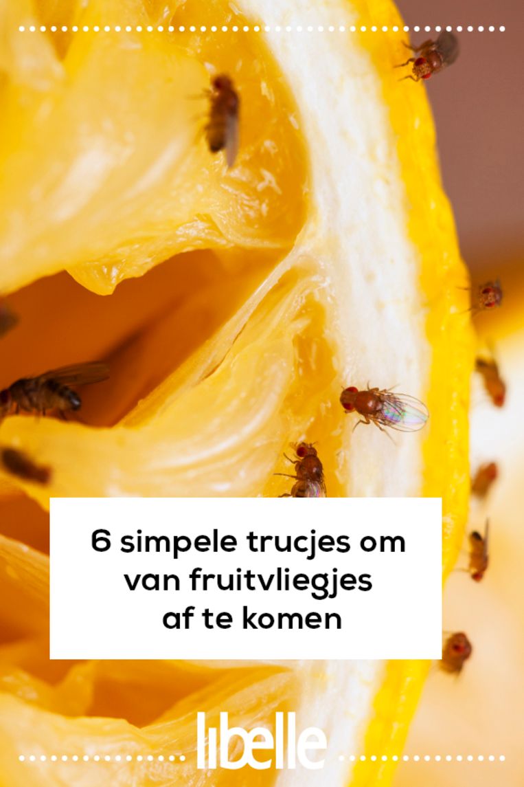 6 simpele trucjes om van fruitvliegjes