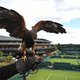 De schrik van Wimbledon: roofvogel Rufus houdt Centre Court vrij van duiven (en duivenpoep)