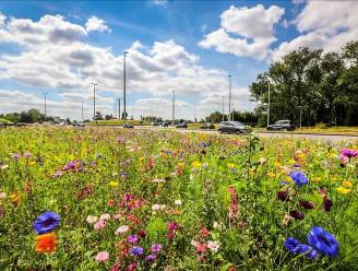 Nationale zaaidag: help de bijen met je bloemenweide