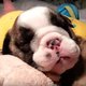 Zoet: deze snurkende puppy steelt je hart