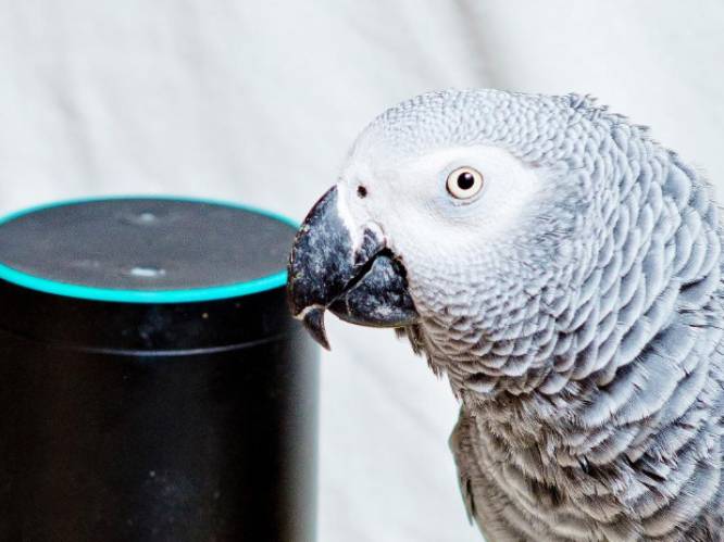 Papegaai probeert eten te bestelling via spraakbesturingssoftware