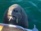 

Vriendelijke walrus probeert aan boord te gaan van een boot vol toeristen