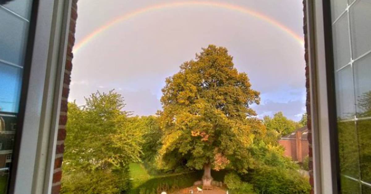 Linde in Maasniel verkozen tot boom van het jaar