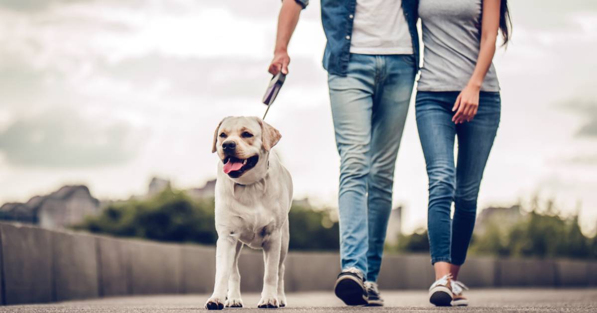 The Importance of Exercise for Happy and Healthy Pets 