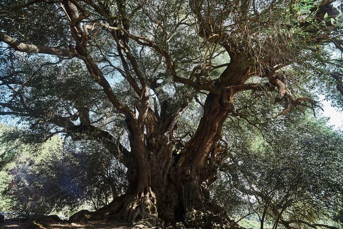 Een duizend jaar oude olijfboom op Sardinië.