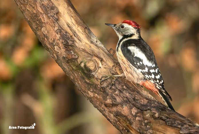 Arne Moons uit Lille is gepassioneerd door alles wat met natuur te maken heeft.