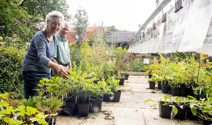 Bij hobbykwekerij De Jagertjeshof in Aadorp kunnen bezoekers ook planten kopen.