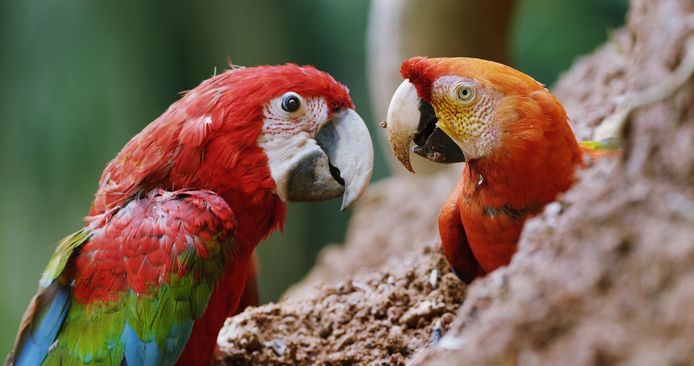 Spy in the Wild is vanavond om 20.35 uur te zien op NPO 1.