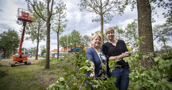 Al tien bomen door adoptie gered bij hotel-restaurant Frans op den Bult in Deurningen - Tubantia