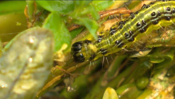 Verkoop buxus volledig ingestort
