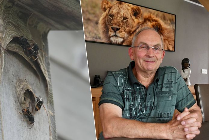Aziatische hoornaars bouwden een nest in een vogelkastje aan de achterzijde van het tuinhuis van Jacques Lemaitre uit Anzegem. Na een steek belandde hij met spoed in het ziekenhuis.