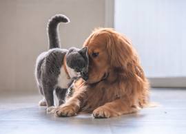 Zo herken je dementie bij een hond of kat
