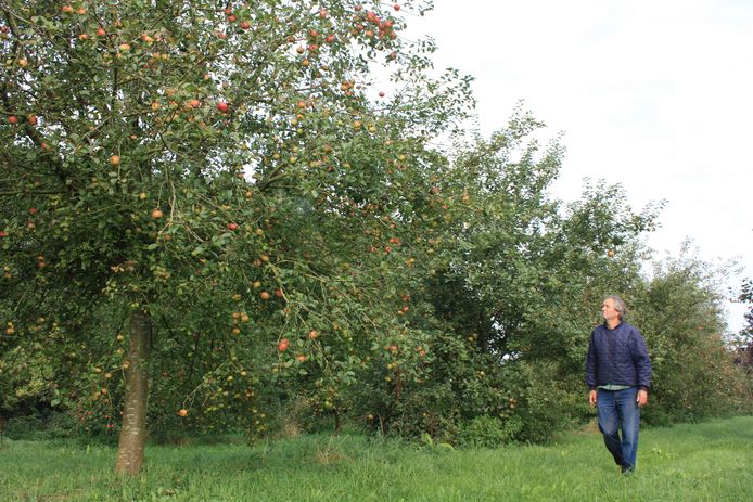 Wim Hekkert in zijn boomgaard met 600 fruitbomen.