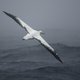 In Namibië kan de albatros voortaan iets zorgelozer op vissenjacht