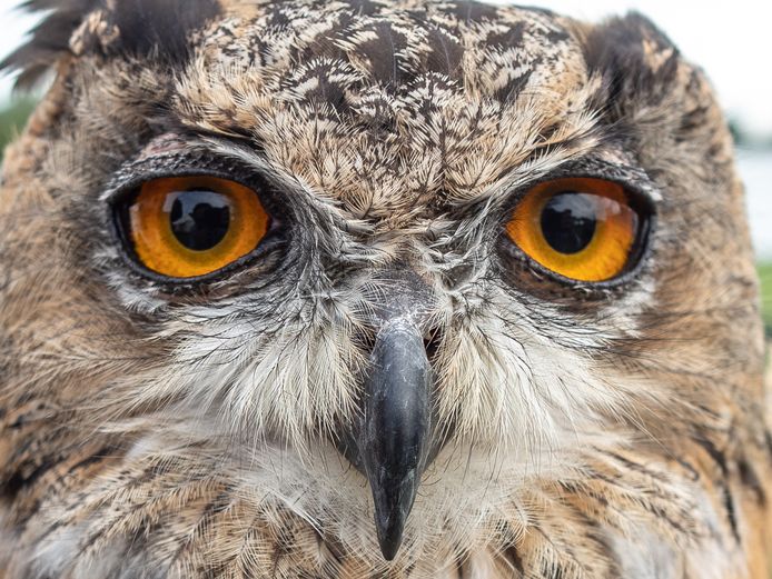 De oehoe is in Europa de grootste uil .