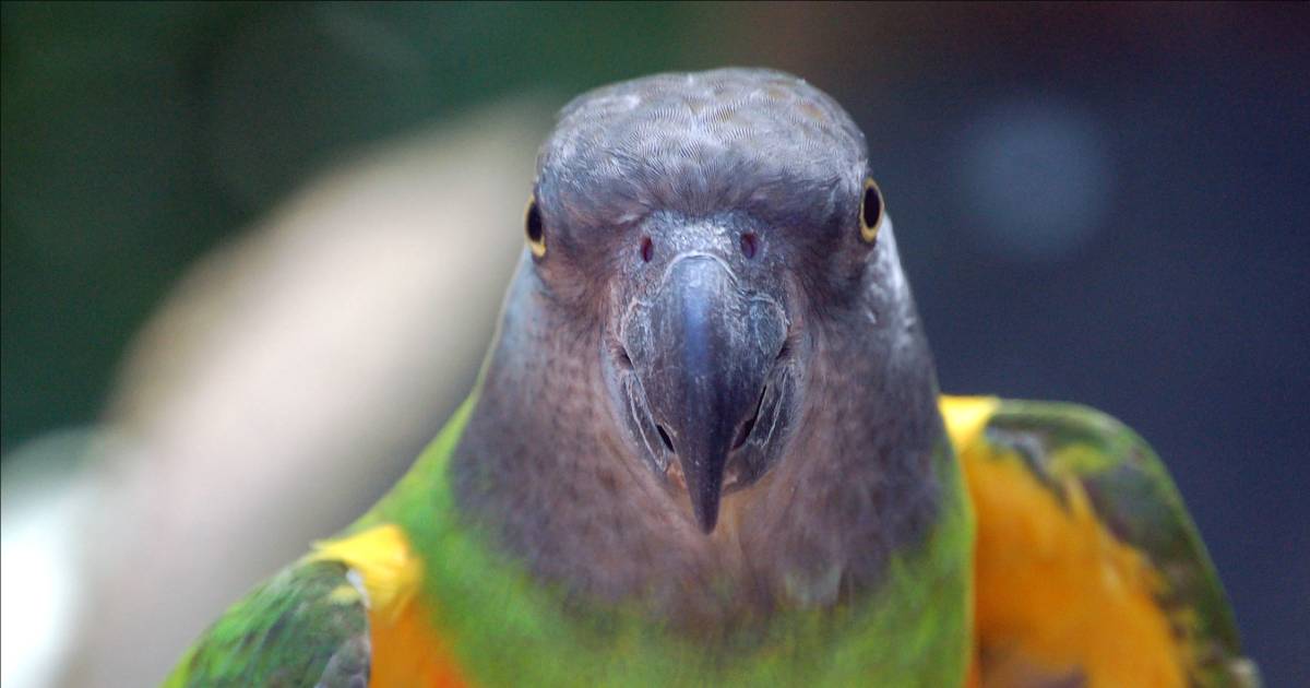Benno belandt in de cel nadat een vrouwtjespapegaai een mannetje blijkt - De Gelderlander