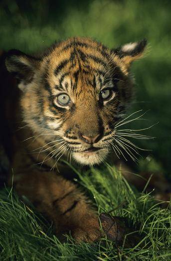 Sumatraanse tijgers koop: euro | Dieren | hln.be