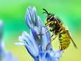 Natuurpunt noemt 2022 'een boerenjaar' voor wespen: “Alleen als er stevige zomerstormen aankomen, zouden er nog wat nesten kunnen verdwijnen”