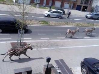 Drie loslopende zebra's zetten Brussel op stelten
