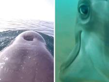 Cette GoPro vous emmène chasser avec un dauphin