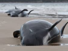 Honderden walvissen gestorven bij zandbank Tasmanië